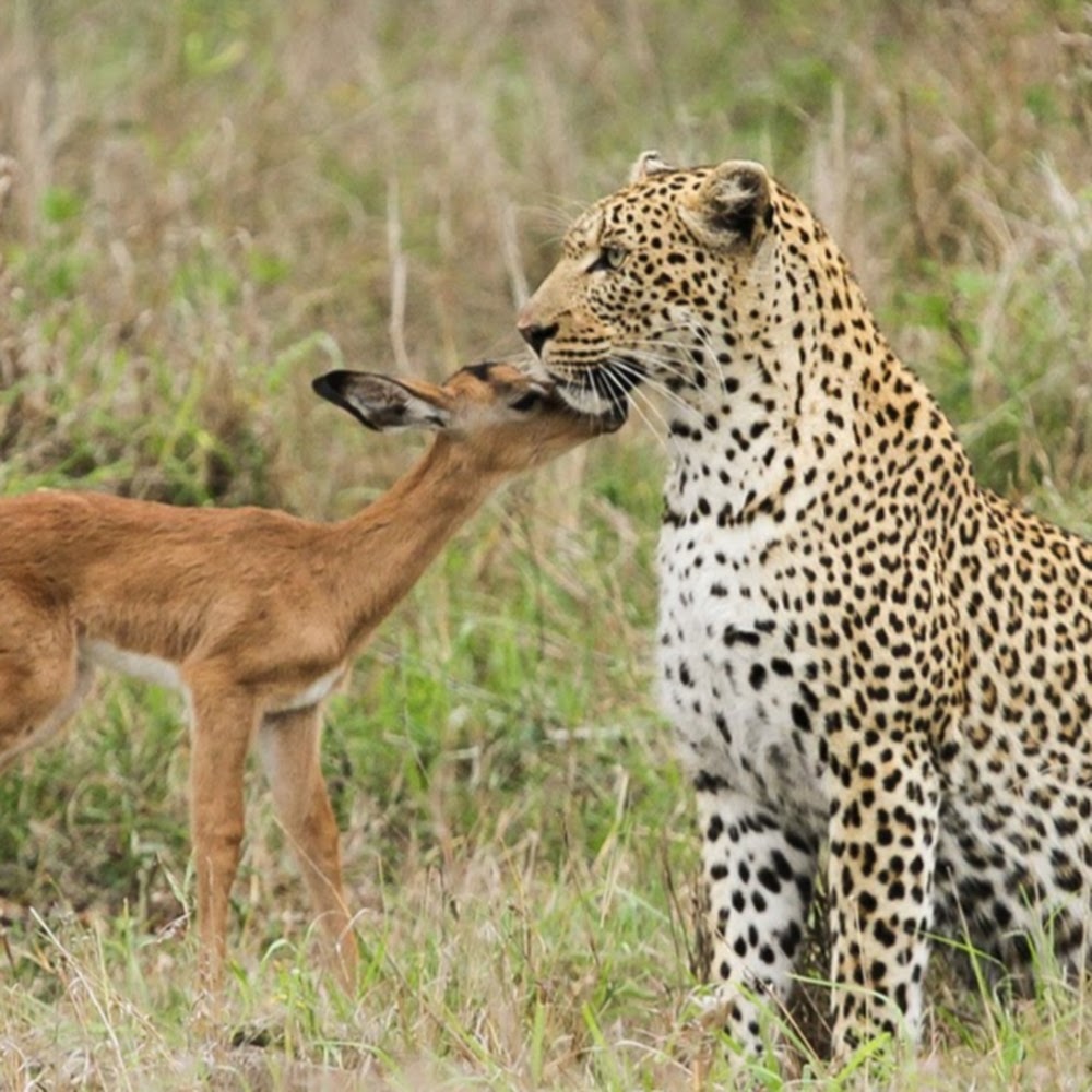 Meet your Posher, Eva